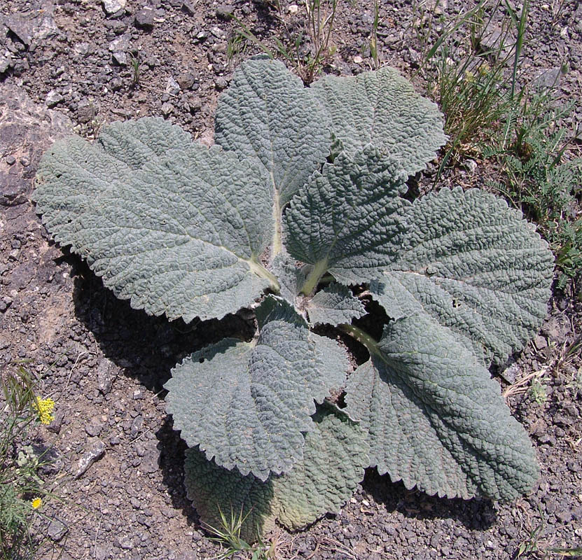 Image of Eremostachys macrophylla specimen.