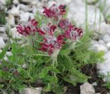 Pedicularis petiolaris. Цветущее растение. Черногория, Динарское нагорье, горный массив Дурмитор. 05.07.2011.