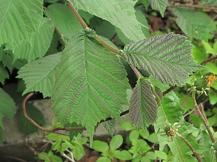 Image of Ulmus laciniata specimen.