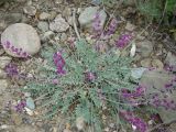 Oxytropis rosea