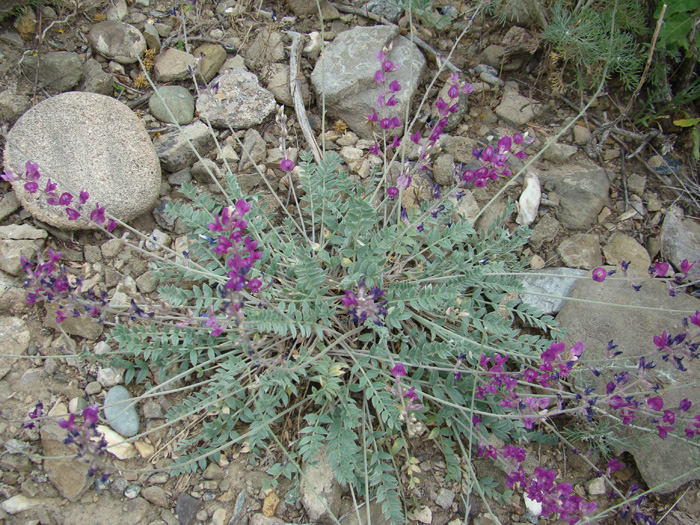 Изображение особи Oxytropis rosea.