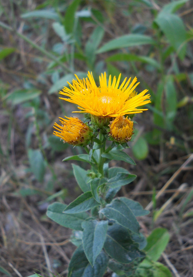 Image of Inula aspera specimen.