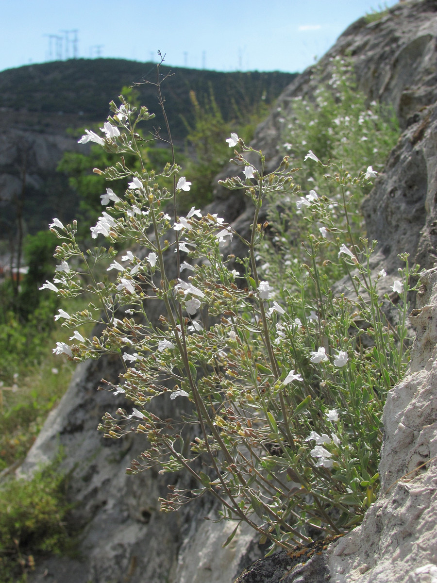 Image of Micromeria serpyllifolia specimen.