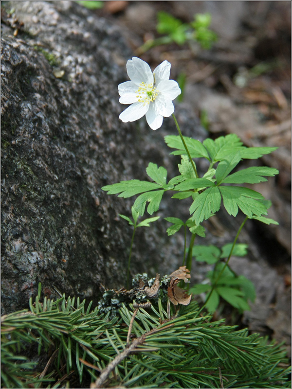 Image of Anemone nemorosa specimen.