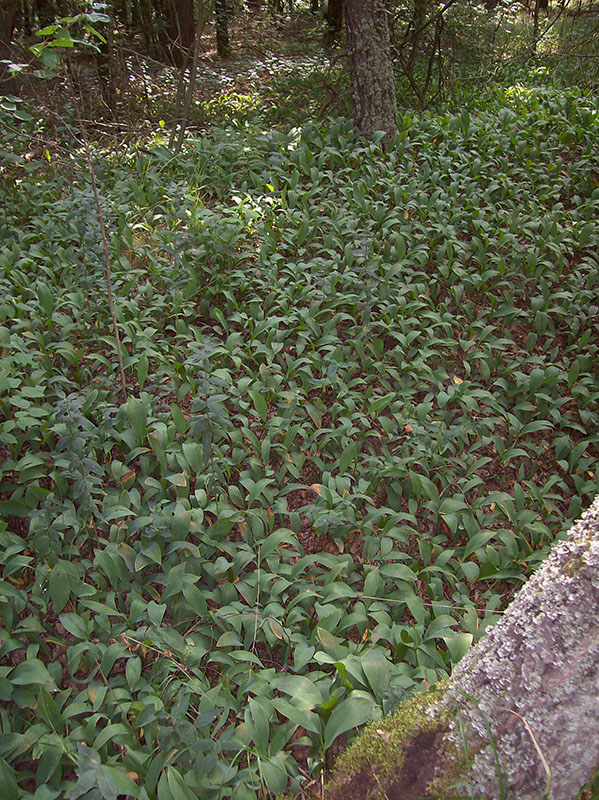 Image of Convallaria majalis specimen.