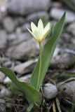 Tulipa berkariensis. Цветущее растение. Южный Казахстан, каньон реки Машат в 3 км ниже шоссе Алматы-Ташкент. 04.04.2012.