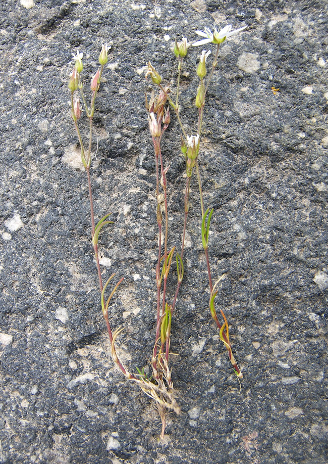 Image of Minuartia biebersteinii specimen.