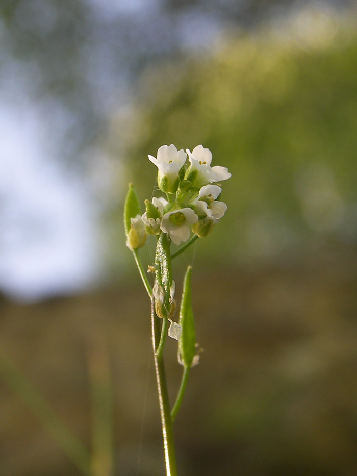 Image of Draba siliquosa specimen.