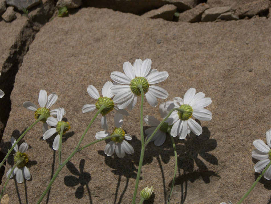 Изображение особи Pyrethrum glanduliferum.