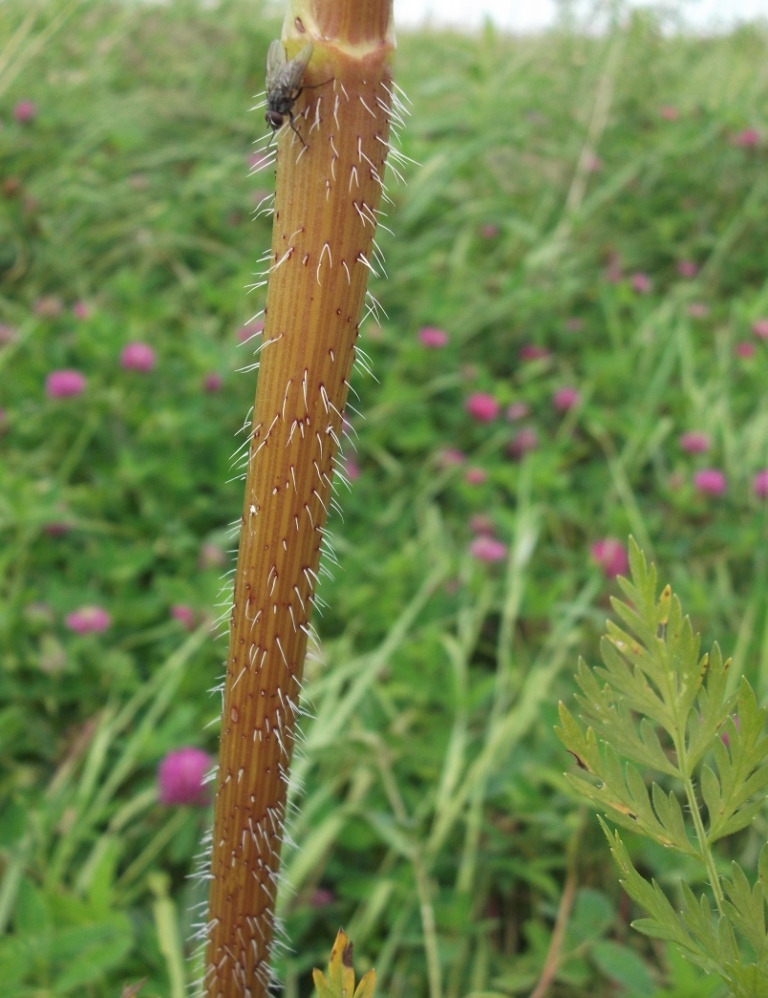 Изображение особи Chaerophyllum prescottii.
