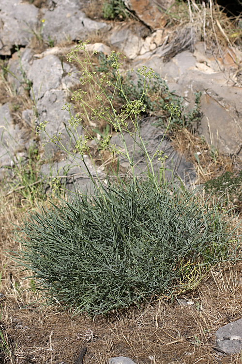 Image of Ferula leucographa specimen.