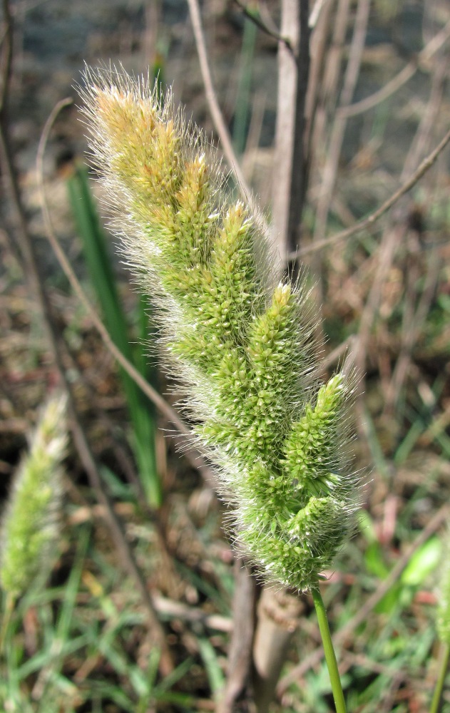 Image of Polypogon monspeliensis specimen.