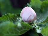 Sinopodophyllum hexandrum