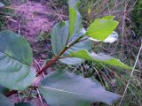 Populus × sibirica. Верхушка побега. Курская обл., г. Железногорск, пойма р. Погарщина. 11 июля 2007 г.