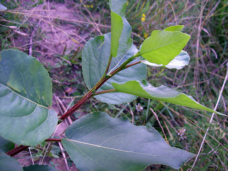 Image of Populus &times; sibirica specimen.