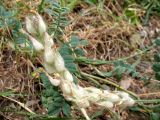 Astragalus rumpens