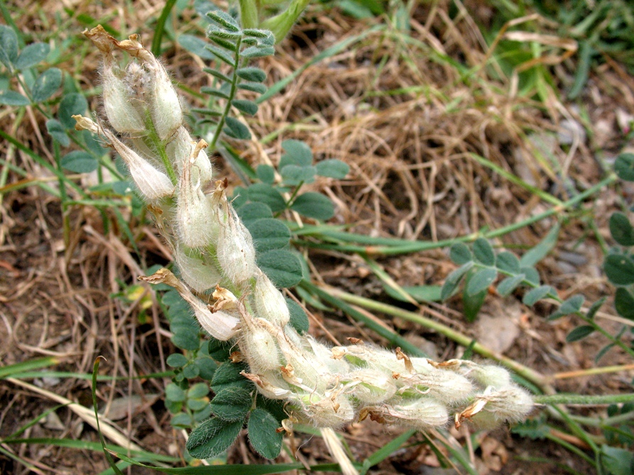 Изображение особи Astragalus rumpens.