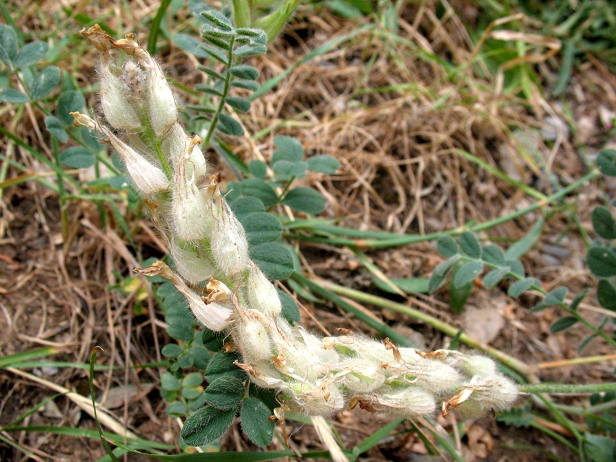Image of Astragalus rumpens specimen.