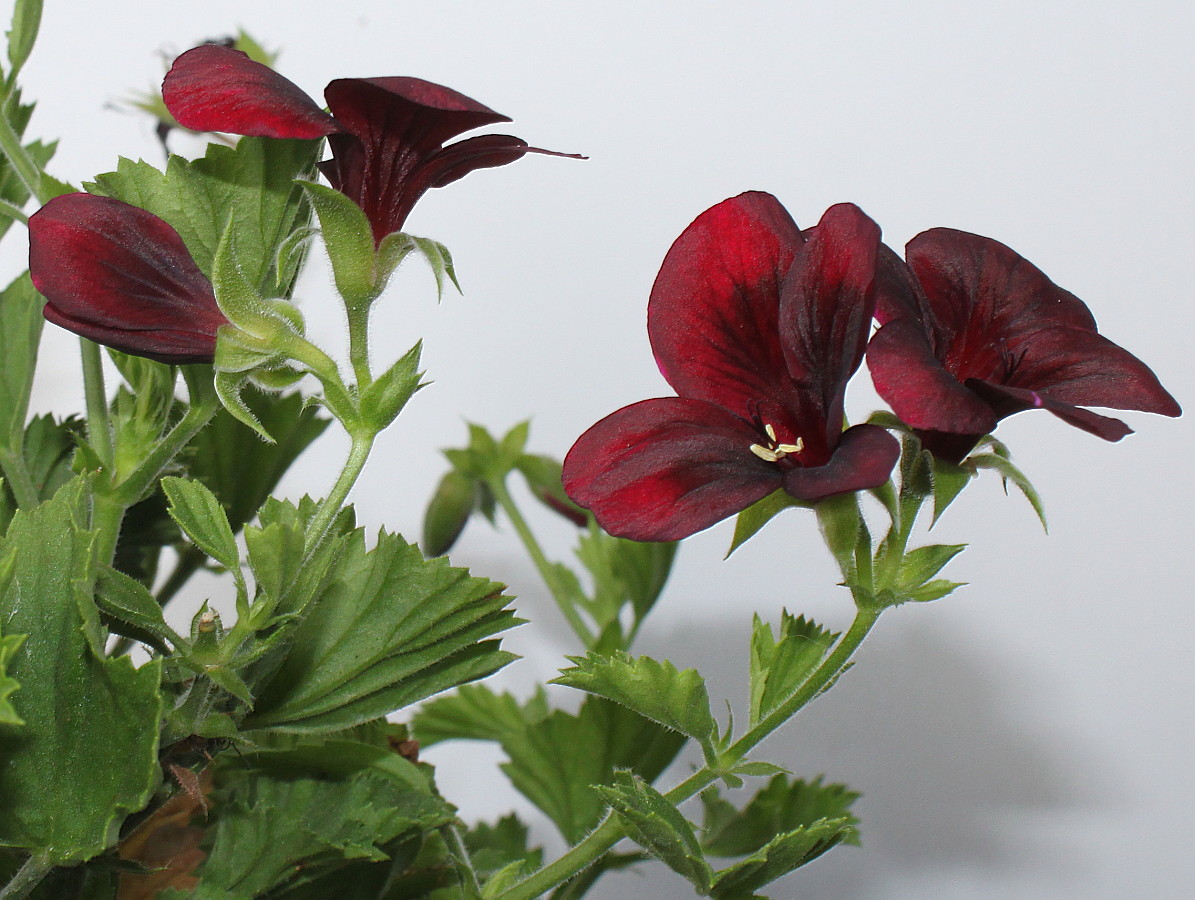 Image of Pelargonium × domesticum specimen.