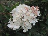 Hydrangea paniculata. Верхушка соцветия. Владивосток, Ботанический сад-институт ДВО РАН. 6 октября 2012 г.