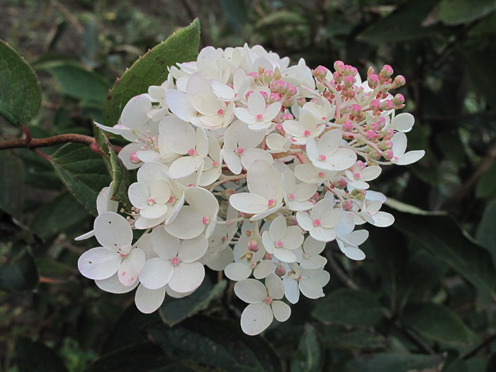 Image of Hydrangea paniculata specimen.
