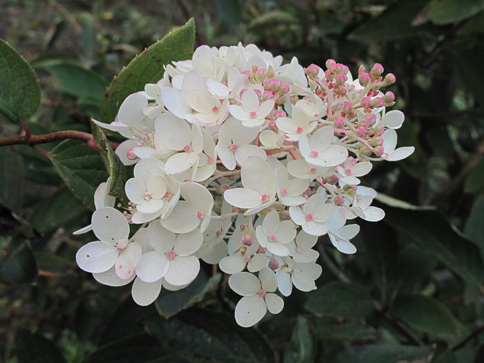 Изображение особи Hydrangea paniculata.