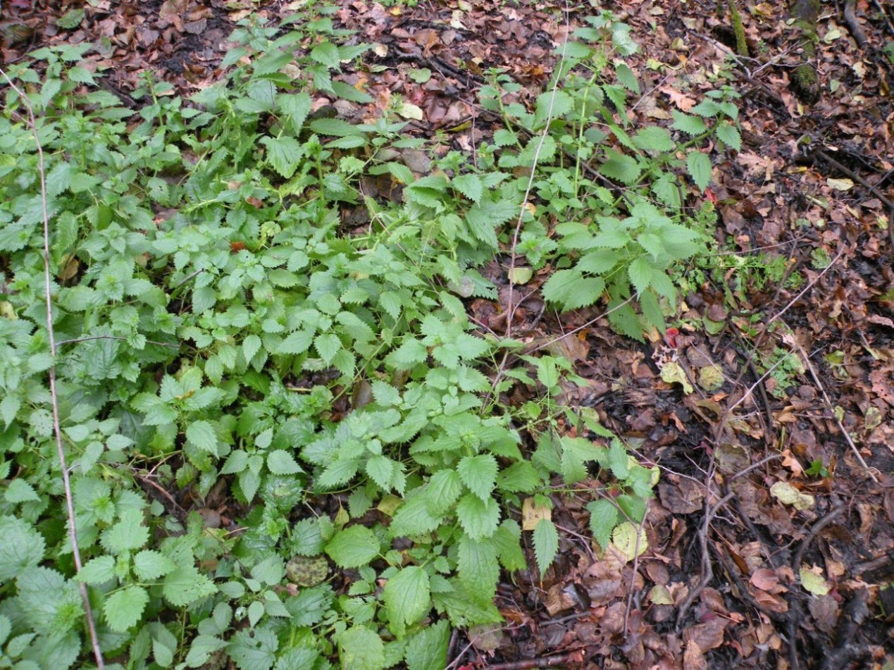 Image of Urtica kioviensis specimen.