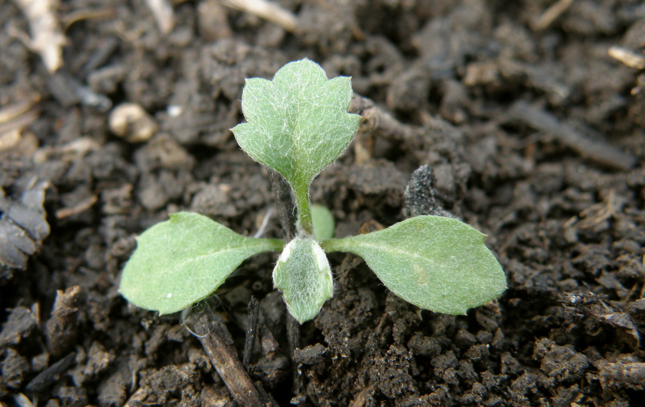 Image of Artemisia vulgaris specimen.