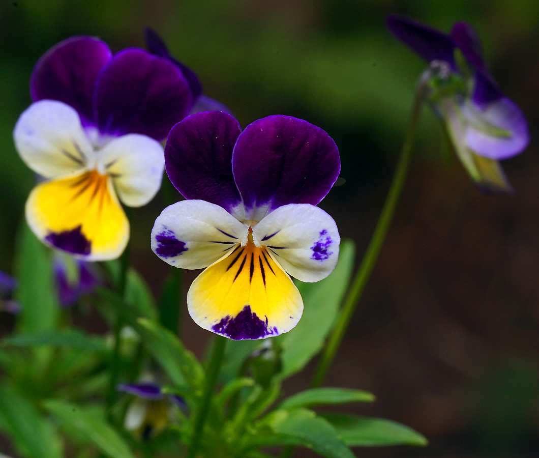 Изображение особи Viola wittrockiana.