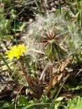 Taraxacum erythrospermum. Цветущее и плодоносящее растение. Крым, окр. Севастополя, 11 апреля 2009 г.