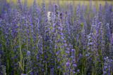 Echium vulgare