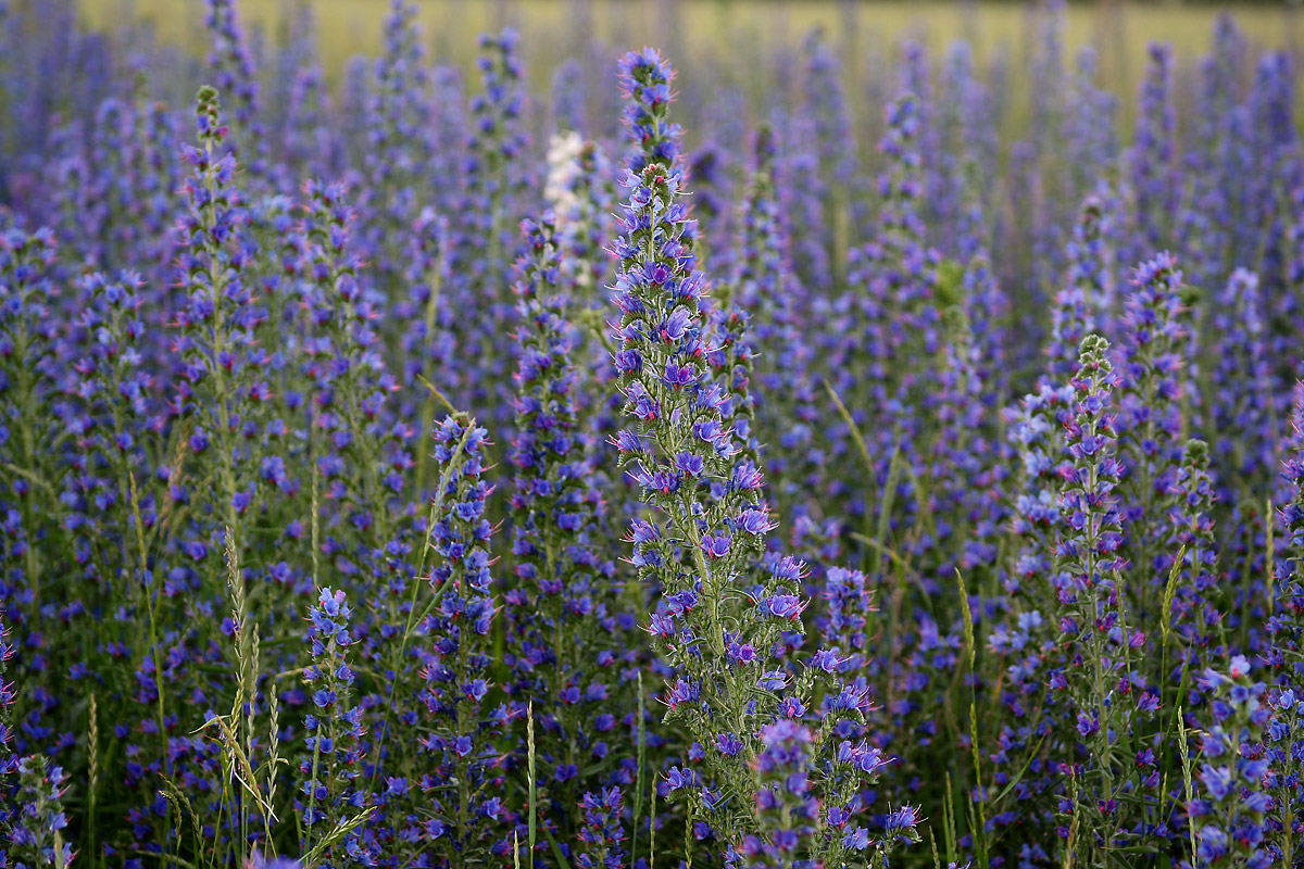 Изображение особи Echium vulgare.