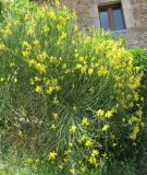 Spartium junceum. Цветущий куст. Испания, Каталония, Жирона, Тосса-де-Мар, крепость Вила-Велья. 24.06.2012.