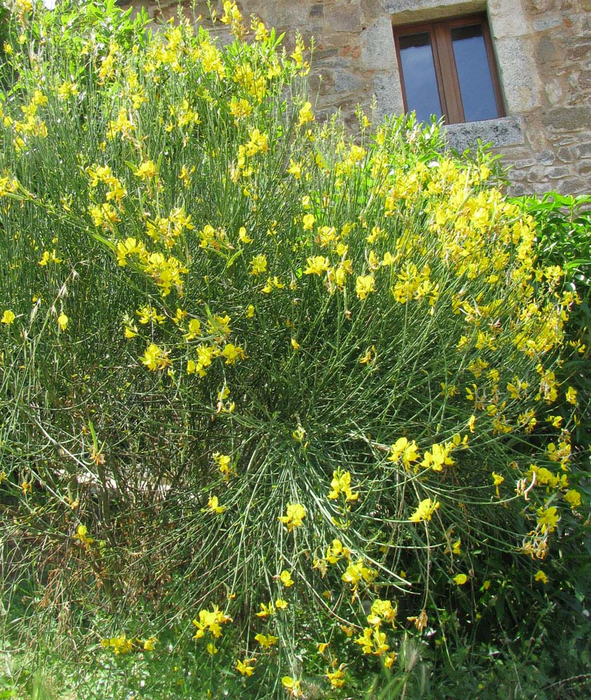 Image of Spartium junceum specimen.