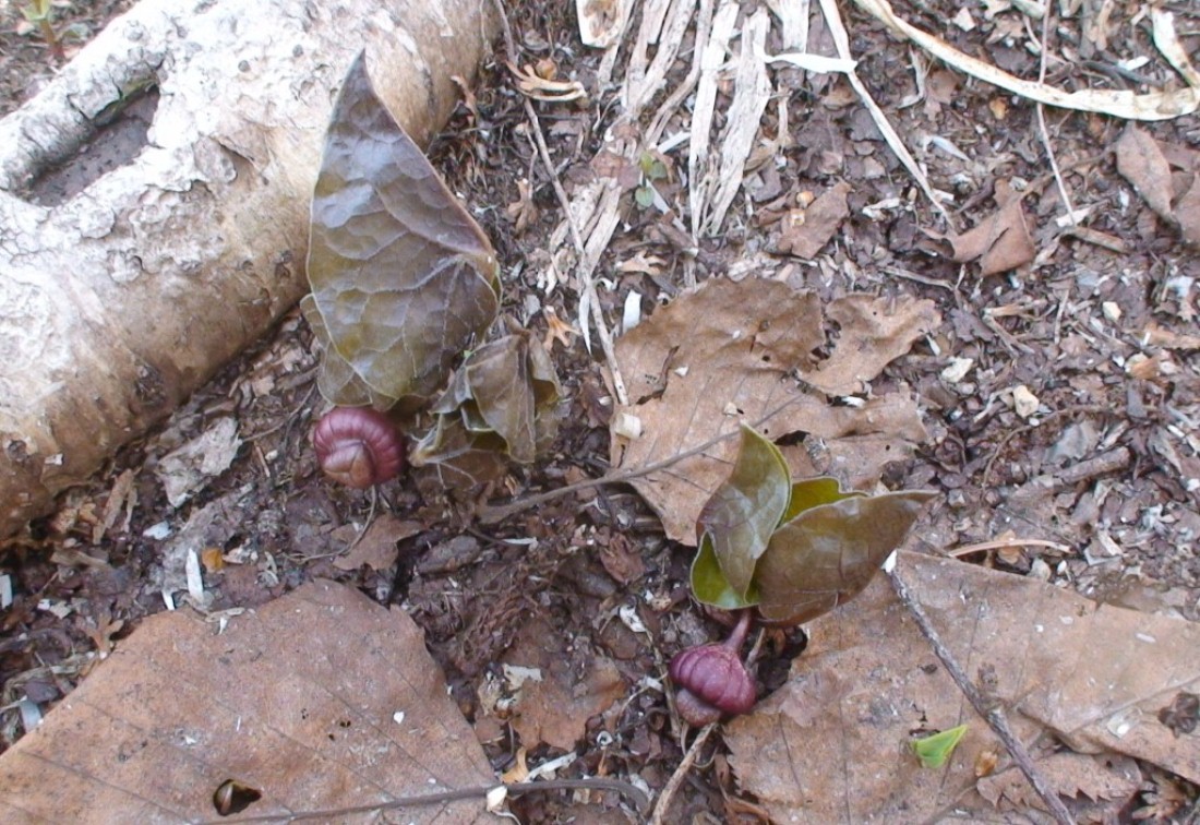 Image of Asarum heterotropoides specimen.