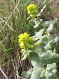 Euphorbia glomerulans. Цветущие побеги. Киргизия, Чуйская обл., северный склон Киргизского хр. 29 апреля 2012 г.