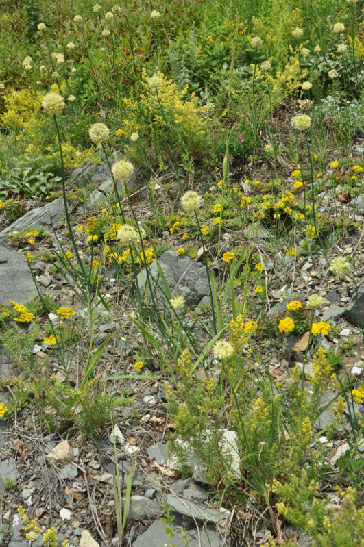 Image of Allium condensatum specimen.