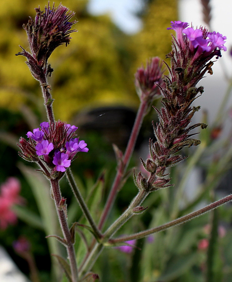 Image of Verbena rigida specimen.