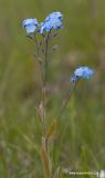 Myosotis asiatica. Верхушка цветущего растения с завязавшимися плодами. Архангельская обл., Соловки, о. Бол. Соловецкий, суходольный луг вблизи поселка. 22.06.2012.