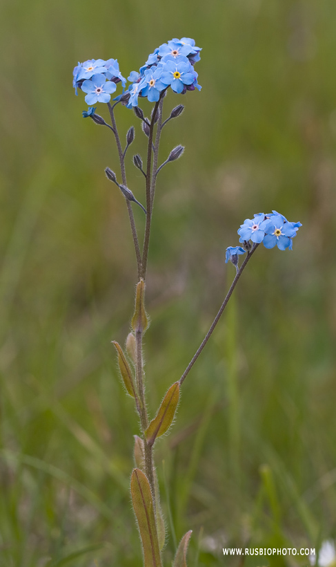 Изображение особи Myosotis asiatica.