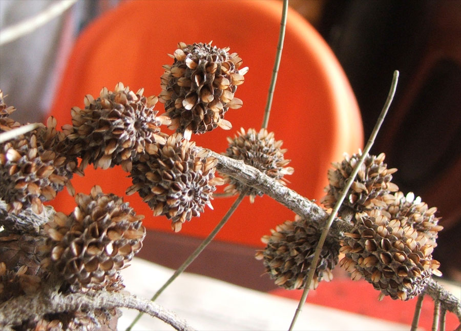 Image of Casuarina equisetifolia specimen.