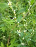 Polygonum aviculare