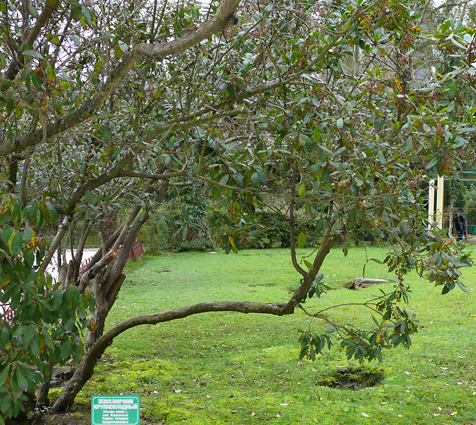 Image of Arbutus unedo specimen.