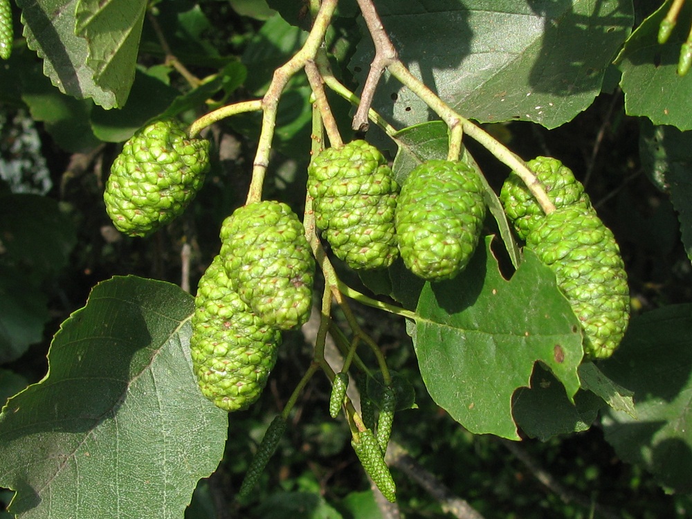 Изображение особи Alnus glutinosa.