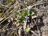 Viola rupestris