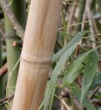 Phyllostachys viridis. Часть засохшей ветви. Германия, г. Кемпен, у велосипедной дорожки. 28.03.2013.