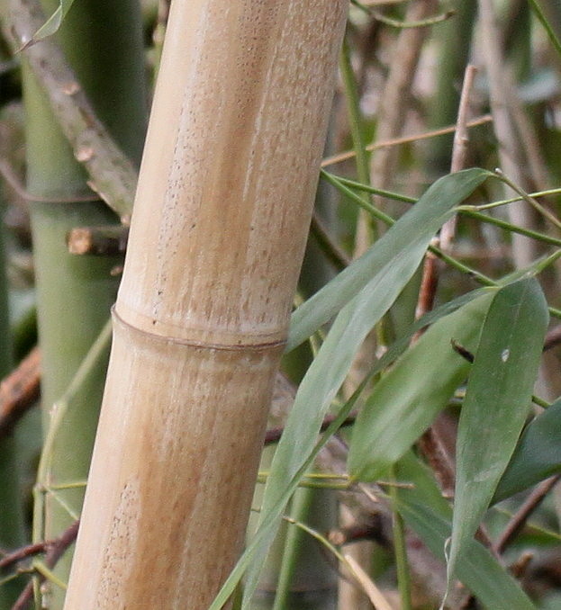 Изображение особи Phyllostachys viridis.