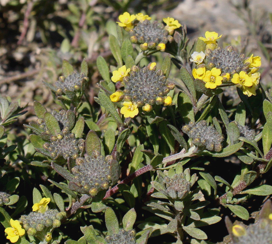 Image of Alyssum wulfenianum specimen.