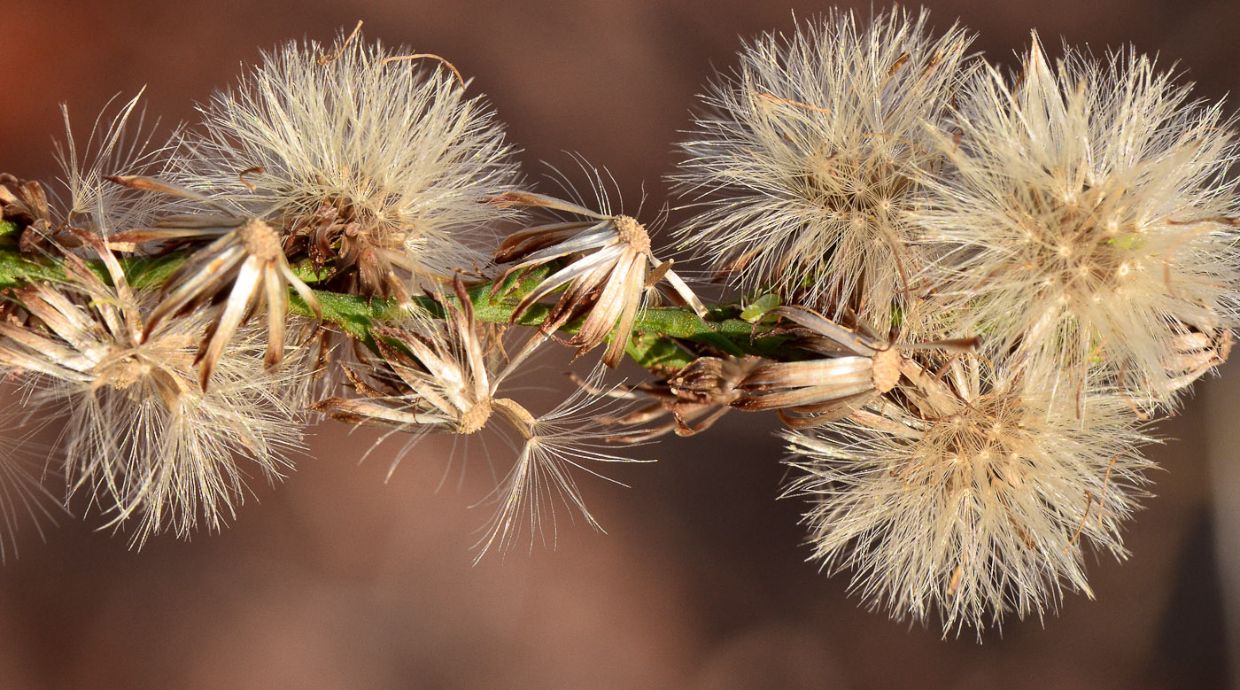 Изображение особи Symphyotrichum subulatum.