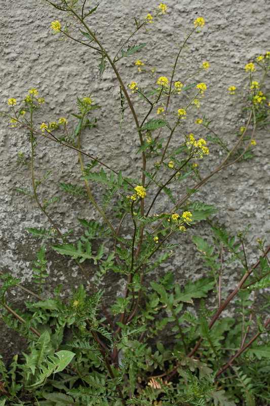 Изображение особи Rorippa palustris.